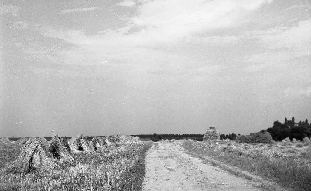 © Hans-Peter Jans | Hermann Schwingens | Ernte 1940er und 50er Jahren