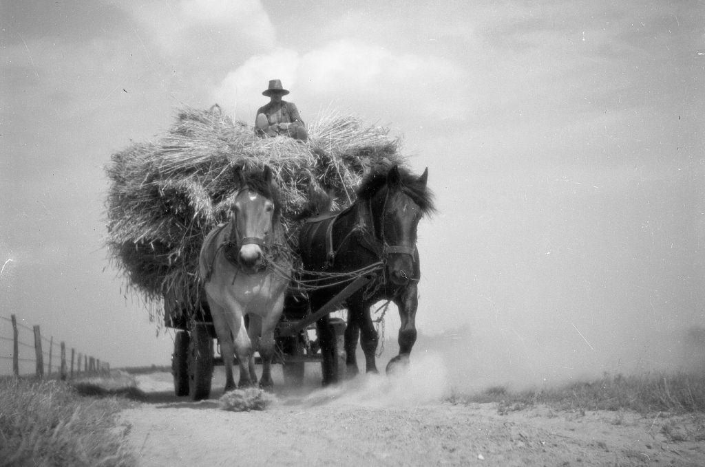 © Hans-Peter Jans | Hermann Schwingens | Ernte 1940er und 50er Jahren
