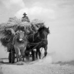 © Hans-Peter Jans | Hermann Schwingens | Ernte 1940er und 50er Jahren