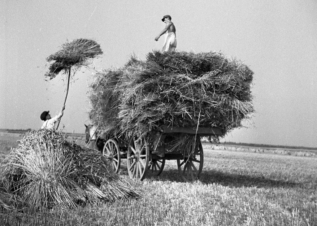 © Hans-Peter Jans | Hermann Schwingens | Ernte 1940er und 50er Jahren