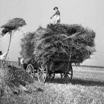 © Hans-Peter Jans | Hermann Schwingens | Ernte 1940er und 50er Jahren