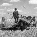 © Hans-Peter Jans | Hermann Schwingens | Ernte 1940er und 50er Jahren