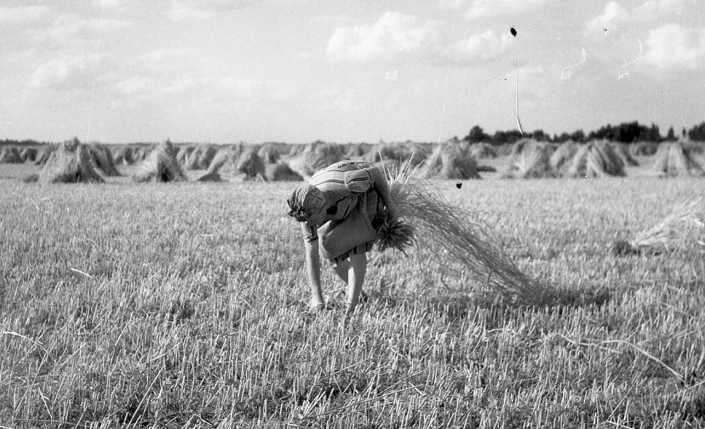 © Hans-Peter Jans | Hermann Schwingens | Ernte 1940er und 50er Jahren