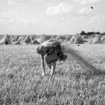 © Hans-Peter Jans | Hermann Schwingens | Ernte 1940er und 50er Jahren