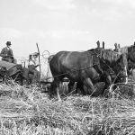 © Hans-Peter Jans | Hermann Schwingens | Ernte 1940er und 50er Jahre