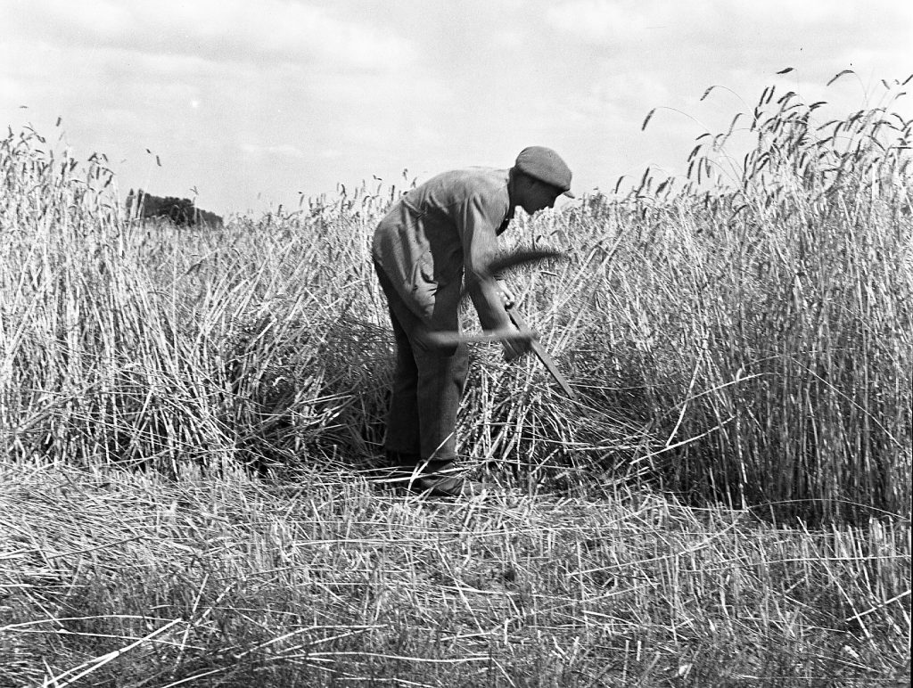 © Hans-Peter Jans | Hermann Schwingens | Ernte 1940er und 50er Jahren