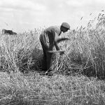 © Hans-Peter Jans | Hermann Schwingens | Ernte 1940er und 50er Jahren