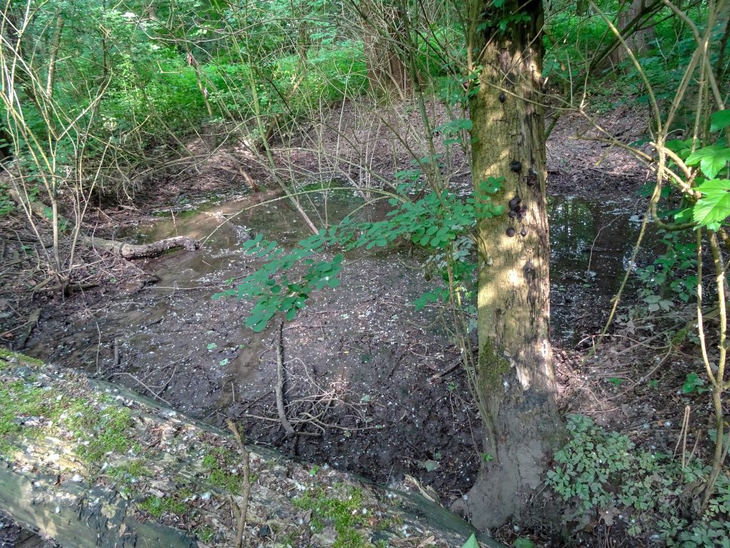 © Wolfgang Lothmann | Glockensprung 2018