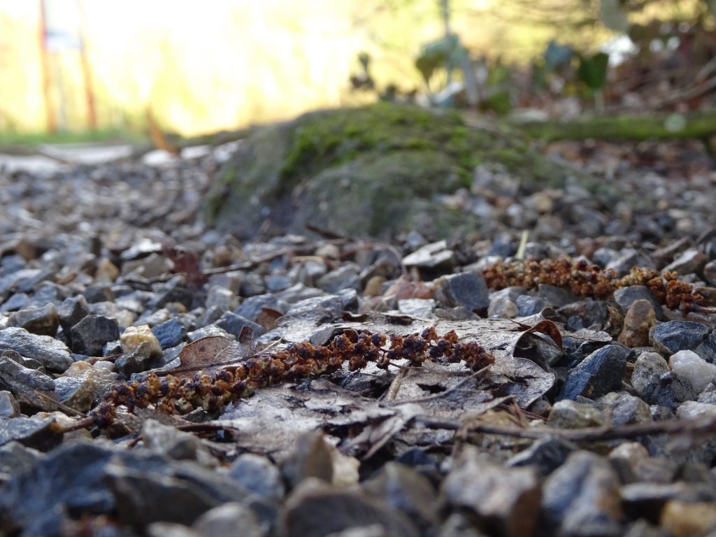 © Wolfgang Lothmann | Quellstein der Niers