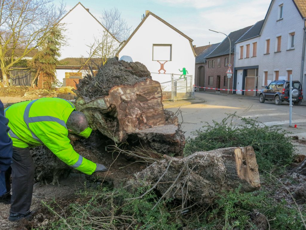 © Martina Pohl-Elser | Fällung der Dorflinde
