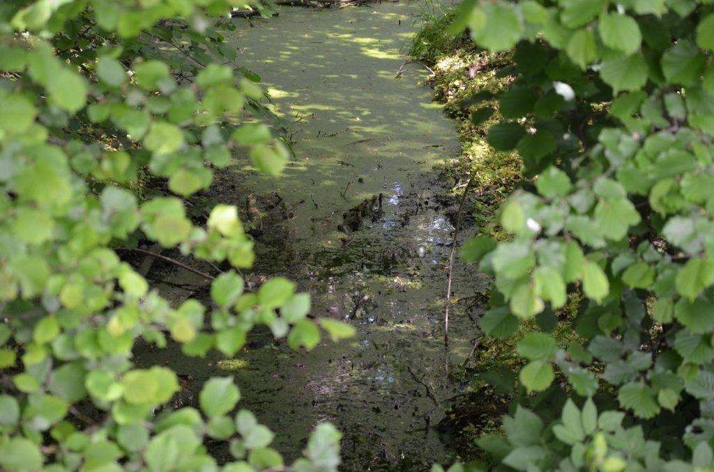 © RRP | R. Recker-Proprenter | Geneiken-Schwalmquelle-Flusslauf