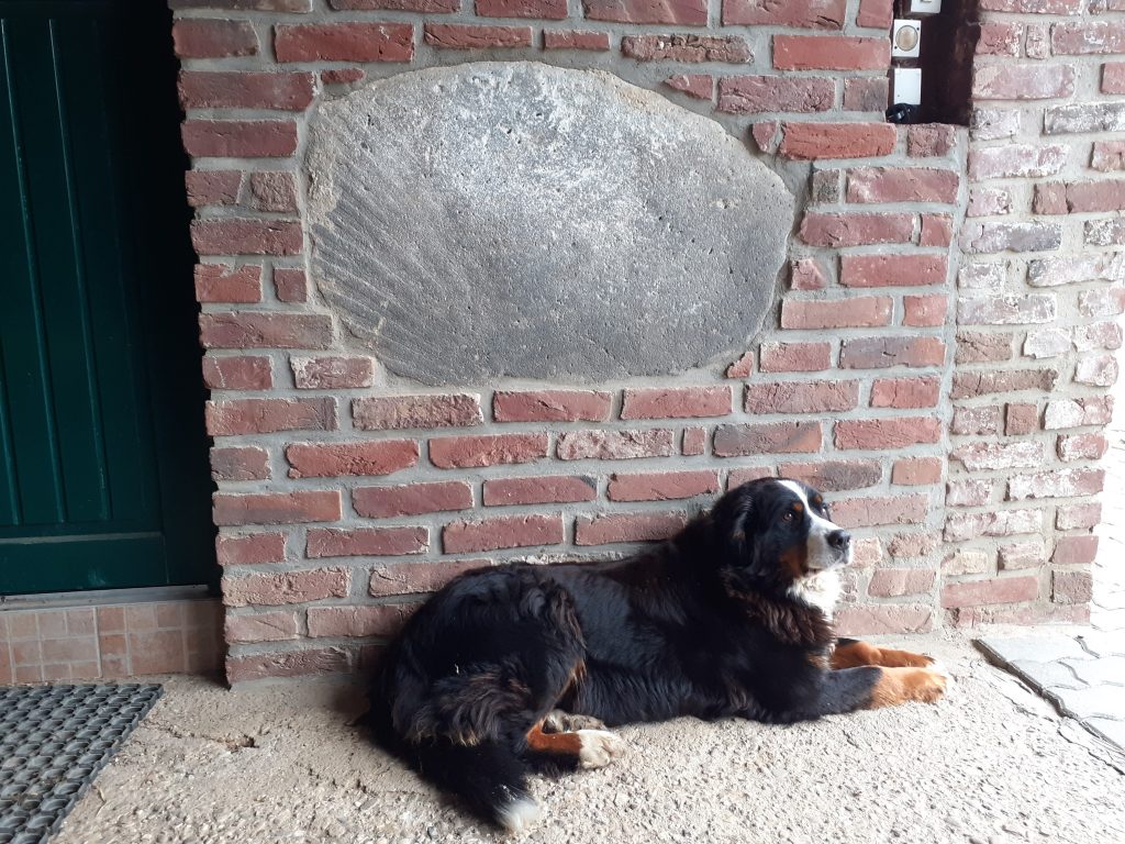 © R.R.P. | R.Recker-Proprenter | Haushund-mit-Muehlstein