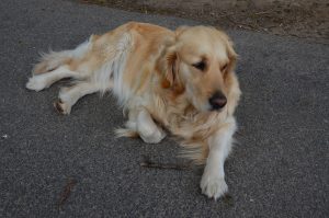 © R.R.P. | Recker-Proprenter | Wachhund