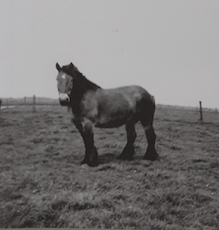 © Josef Schulten | unbekannt | Belgischer-Kaltblueter