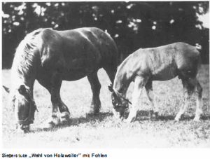 © Holzweiler ein Beitrag zur Geschichte bis Anfang des 19. Jahrhunderts, von Paul Blaesen | Siegerstute