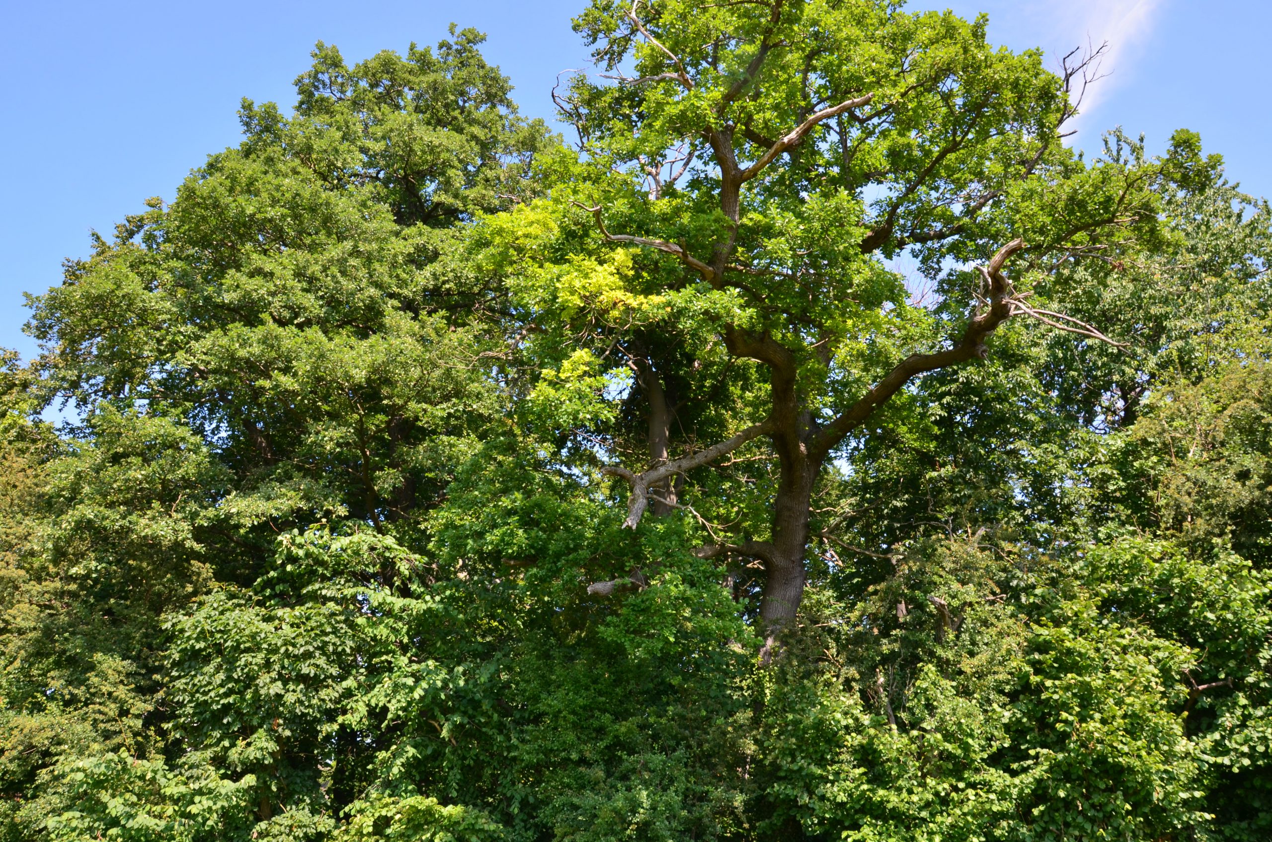 © R.R.P. | R. Recker-Proprenter | Gut Magdalenenhöhe