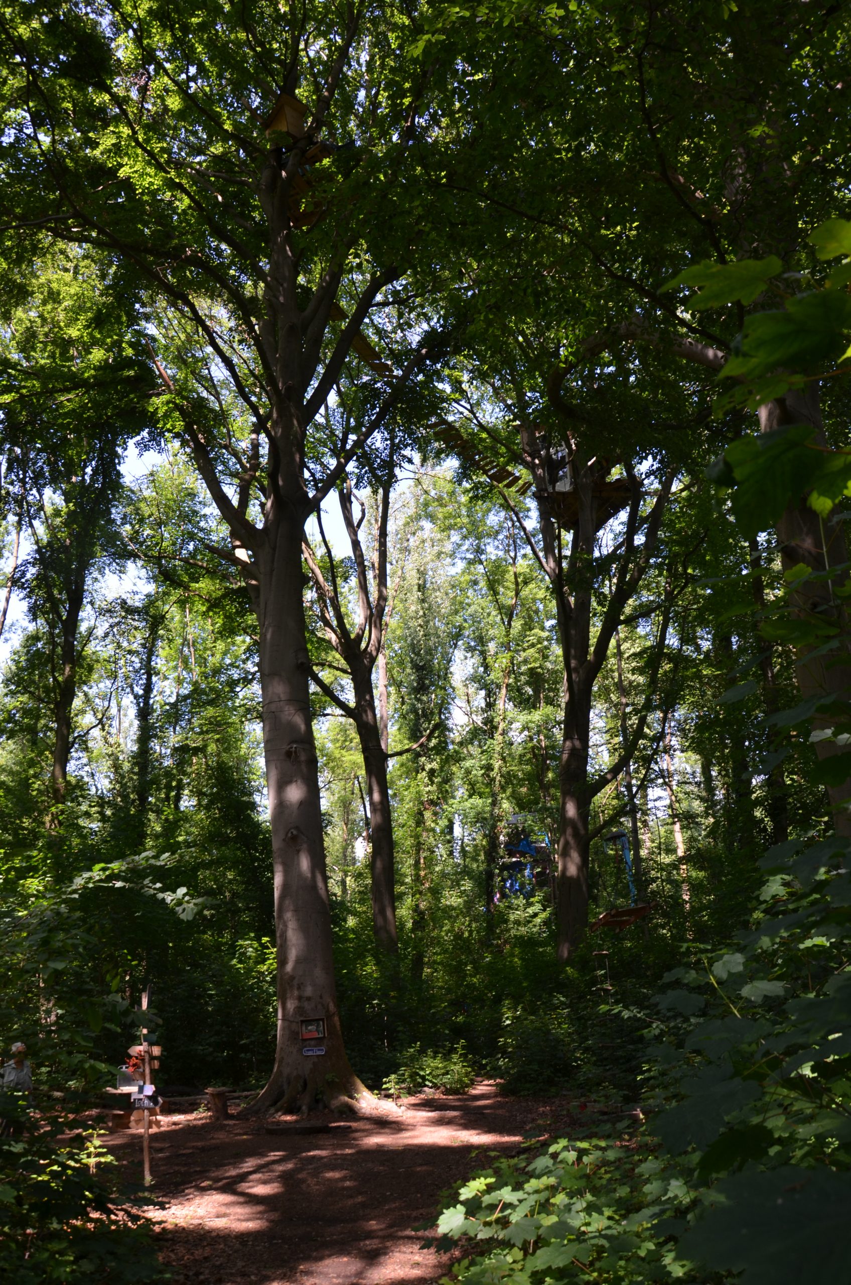 © R.R.P. | R. Recker-Proprenter | Waldstück in Keyenberg