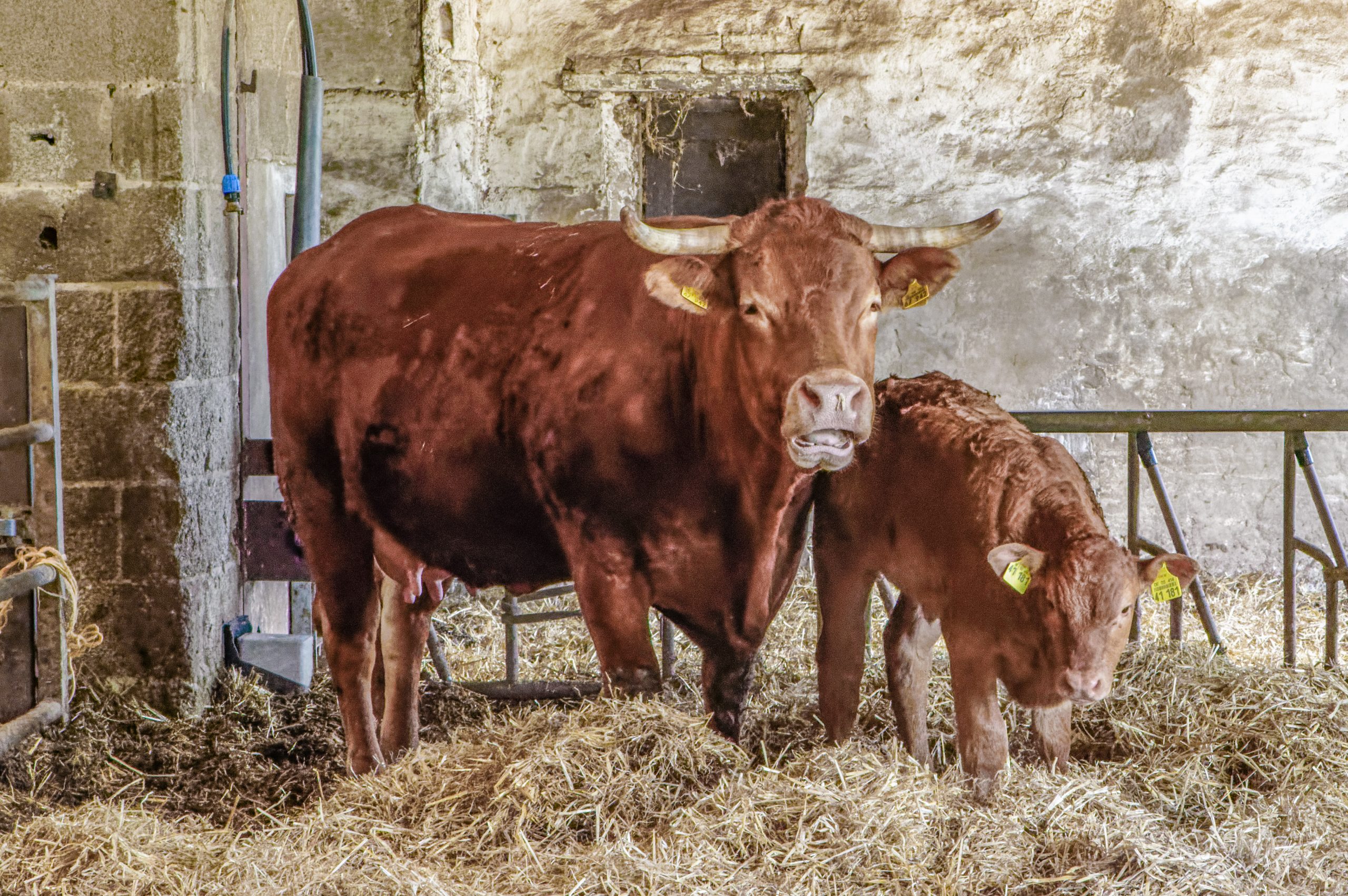 © Jürgen Schäfer | Mutterkuh mit Kalb