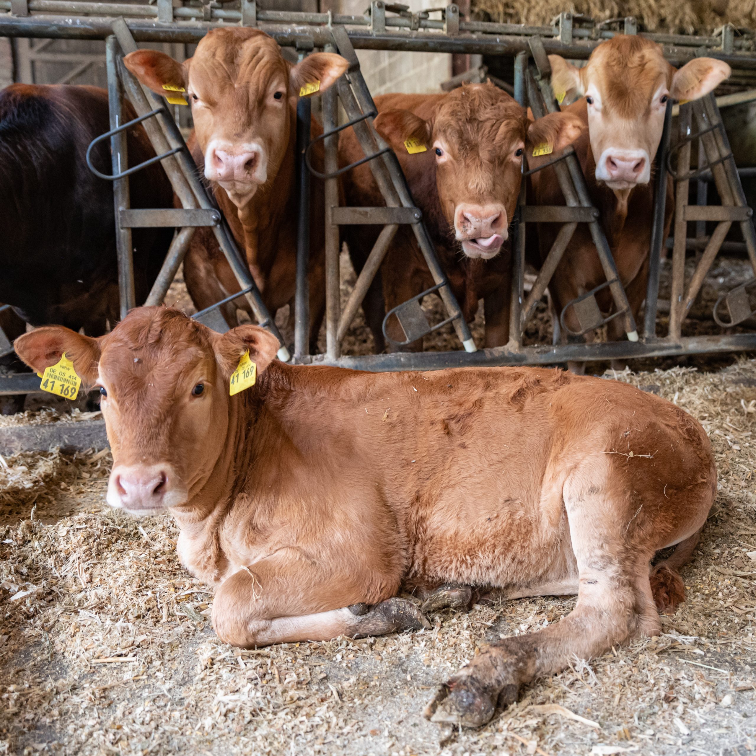 © Jürgen Schäfer | Kälber